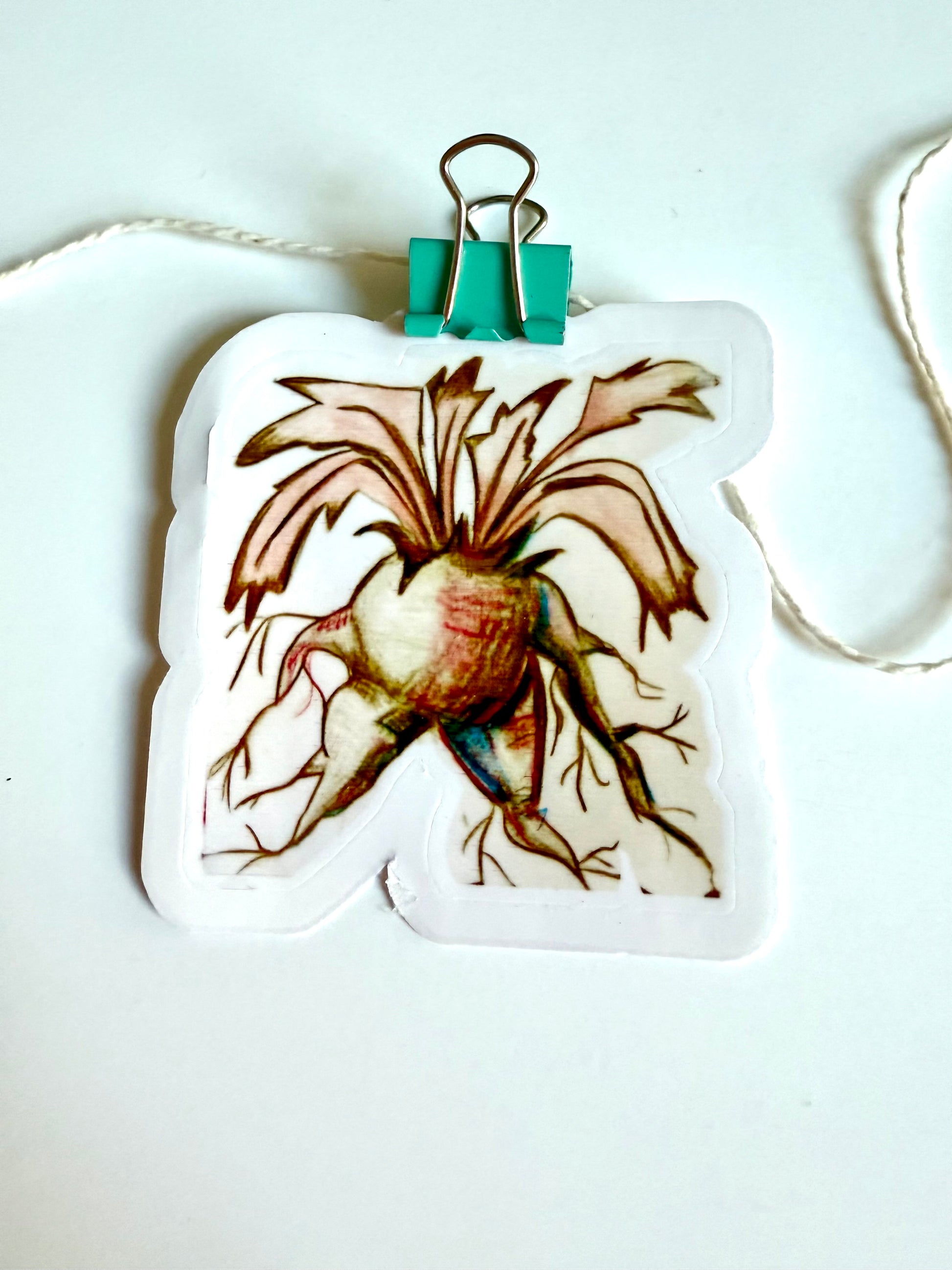 Mandragora, from color pencil sketch